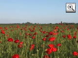 Natur Mohnblumenfeld